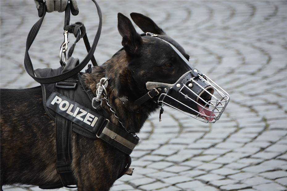 Pech gehabt: Autoknacker bekommt tierische Abreibung