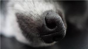 Koblenz: Hundeköder mit Nägeln gefunden