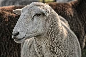 Blauzungenkrankheit: Weiteres Schaf im Kreis Ahrweiler infiziert