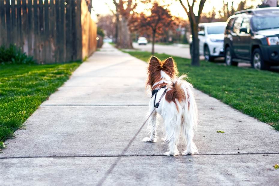 Neuwied: Hund unter dem Einfluss von Drogen