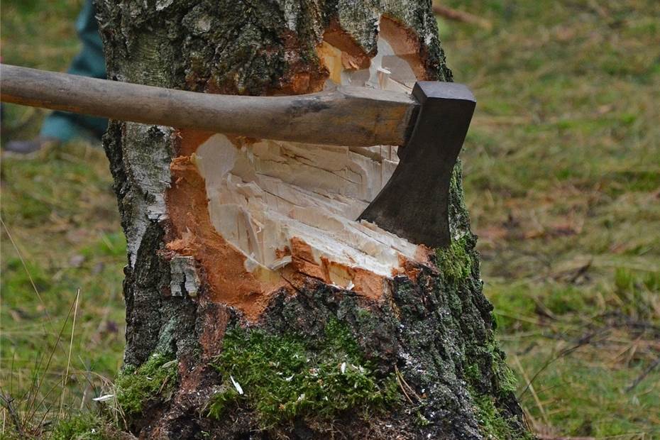 Beschädigung einer Jahrzehnte alten Eiche in der Gemarkung Wallmenroth