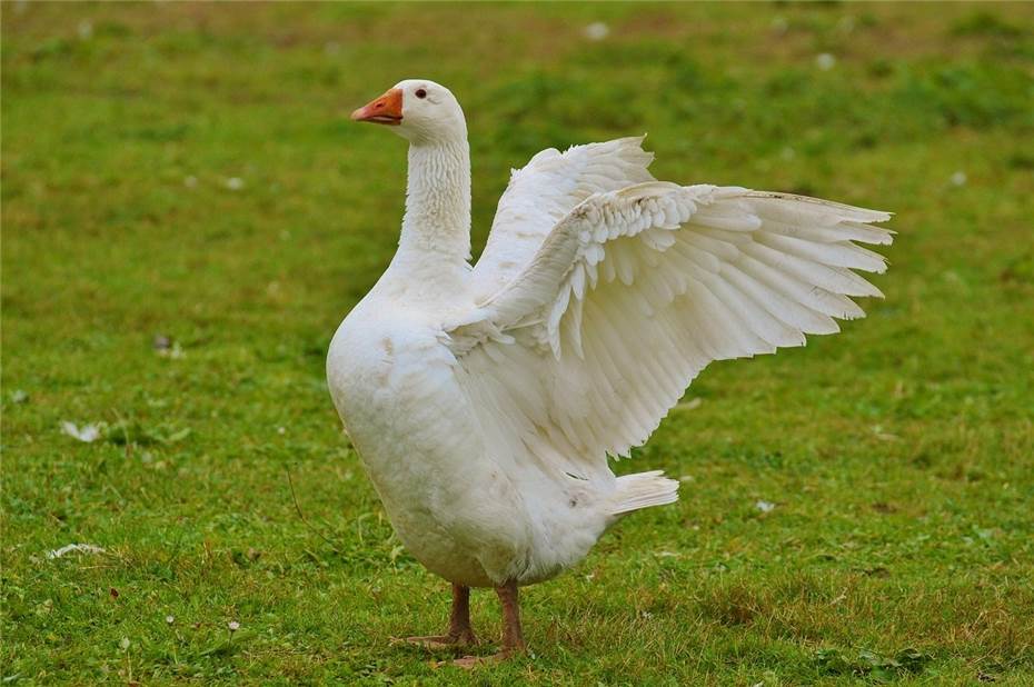 Gans wurde erschlagen