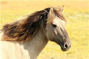 Unbekannter verletzte Pferd