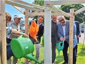 Japanischer Schnurbaum
in den Moselanlagen gepflanzt