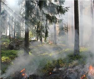 Erneuter Waldbrand
vernichtete 4000 qm Fläche