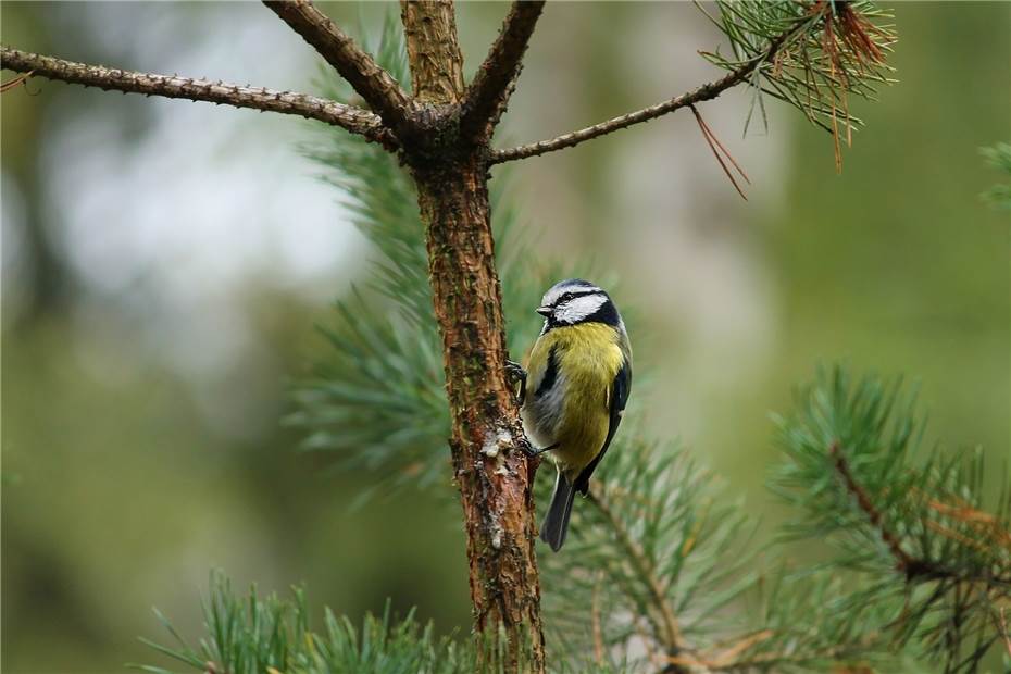 Stunde Der Wintervogel